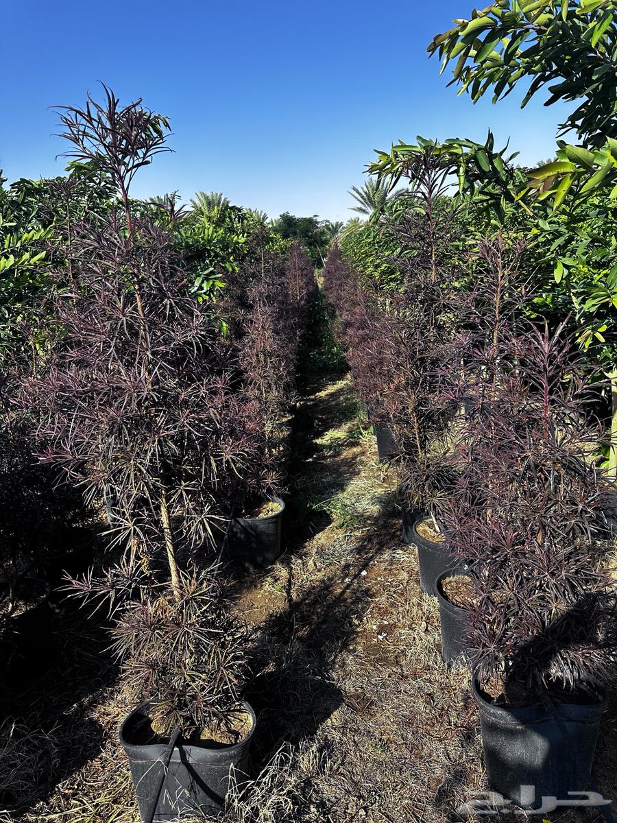 All shade and ornamental trees (rare), details inside the advertisement, Najran63122661020673111