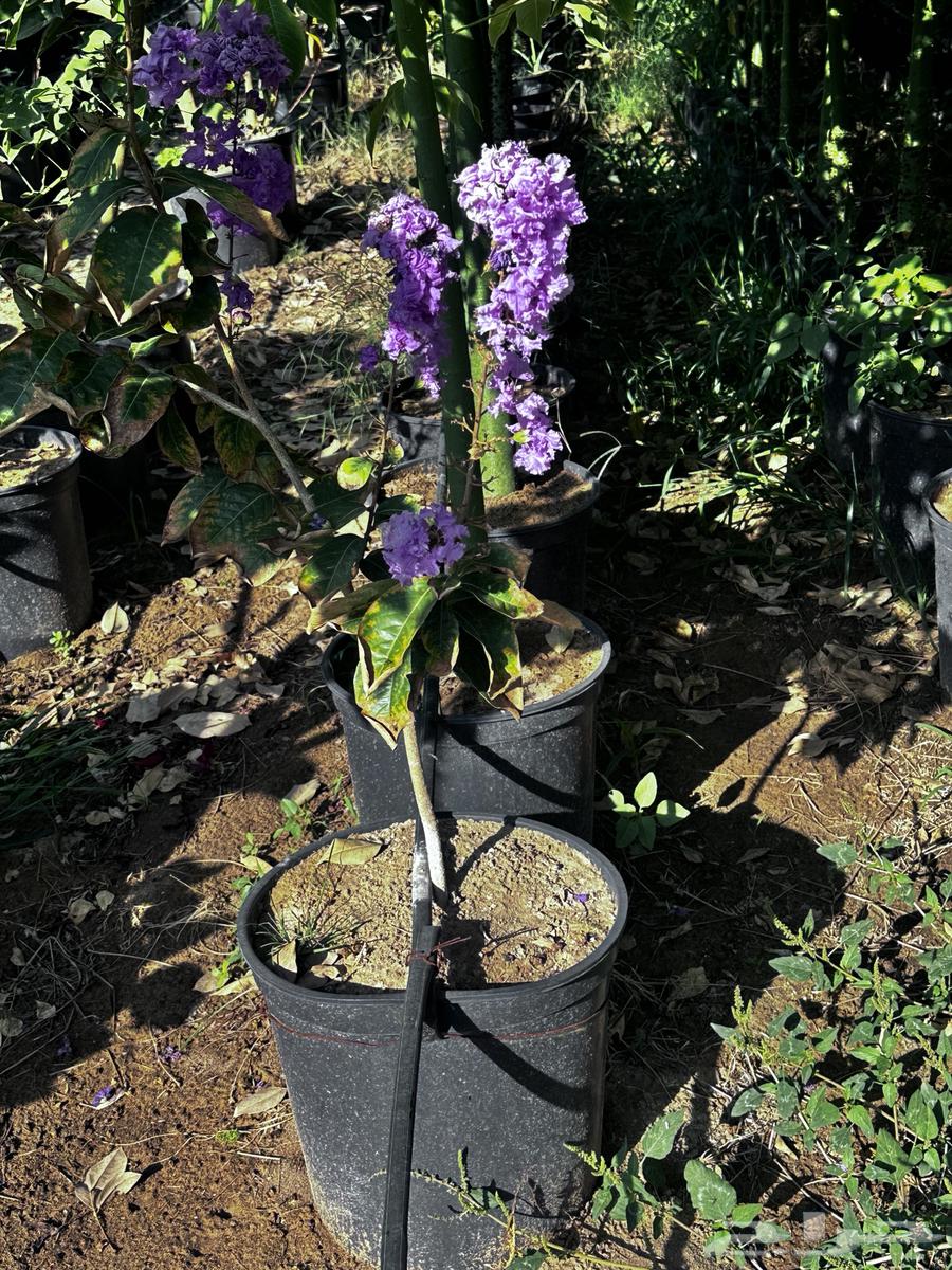 All shade and ornamental trees (rare), details inside the advertisement, Najran63122661020673113