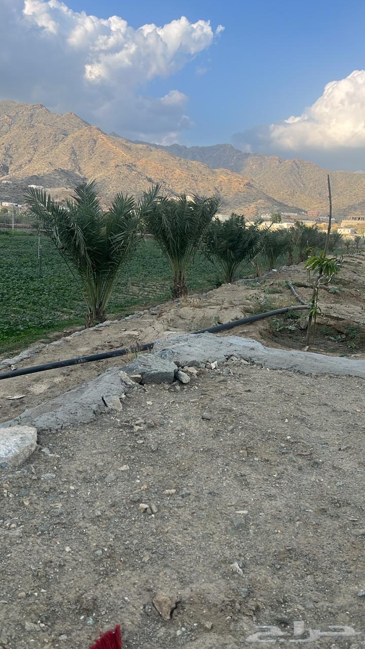 فرصة مميزة أرض زراعية بصك الكتروني62886398392322113