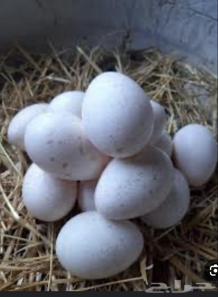 Turkey eggs630100483599371110