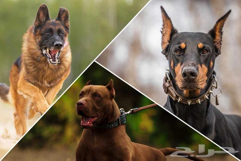 Dogs for sale63129085005314111