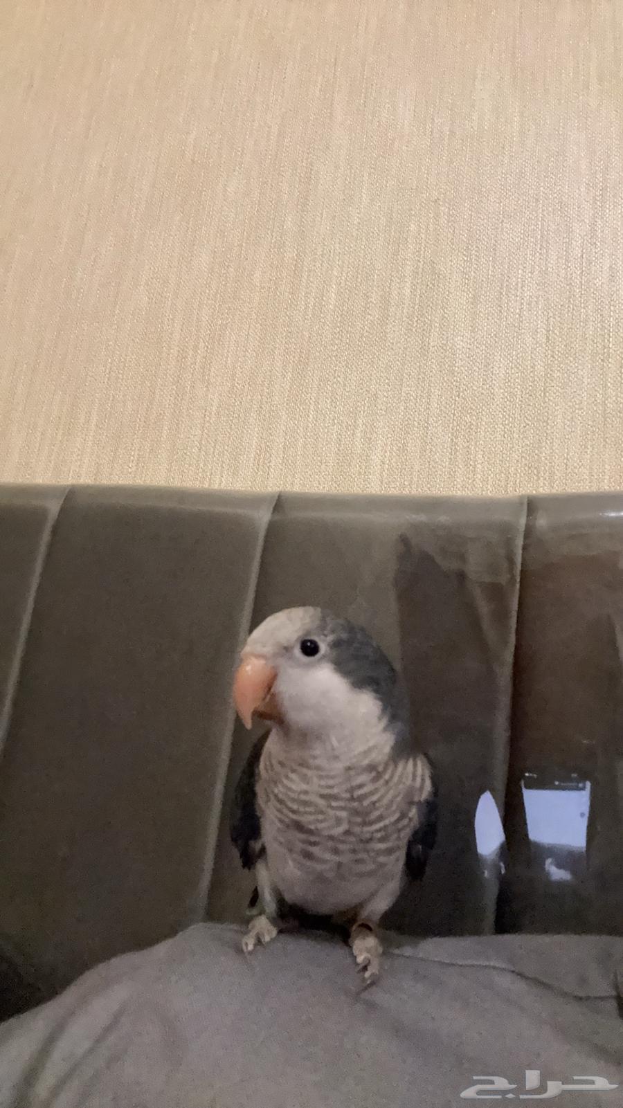 Quaker parrot63125258790146112