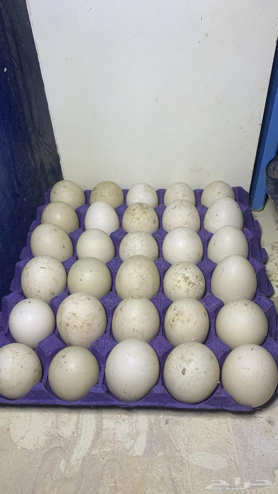 Fertilized Egyptian duck eggs63126763506819110