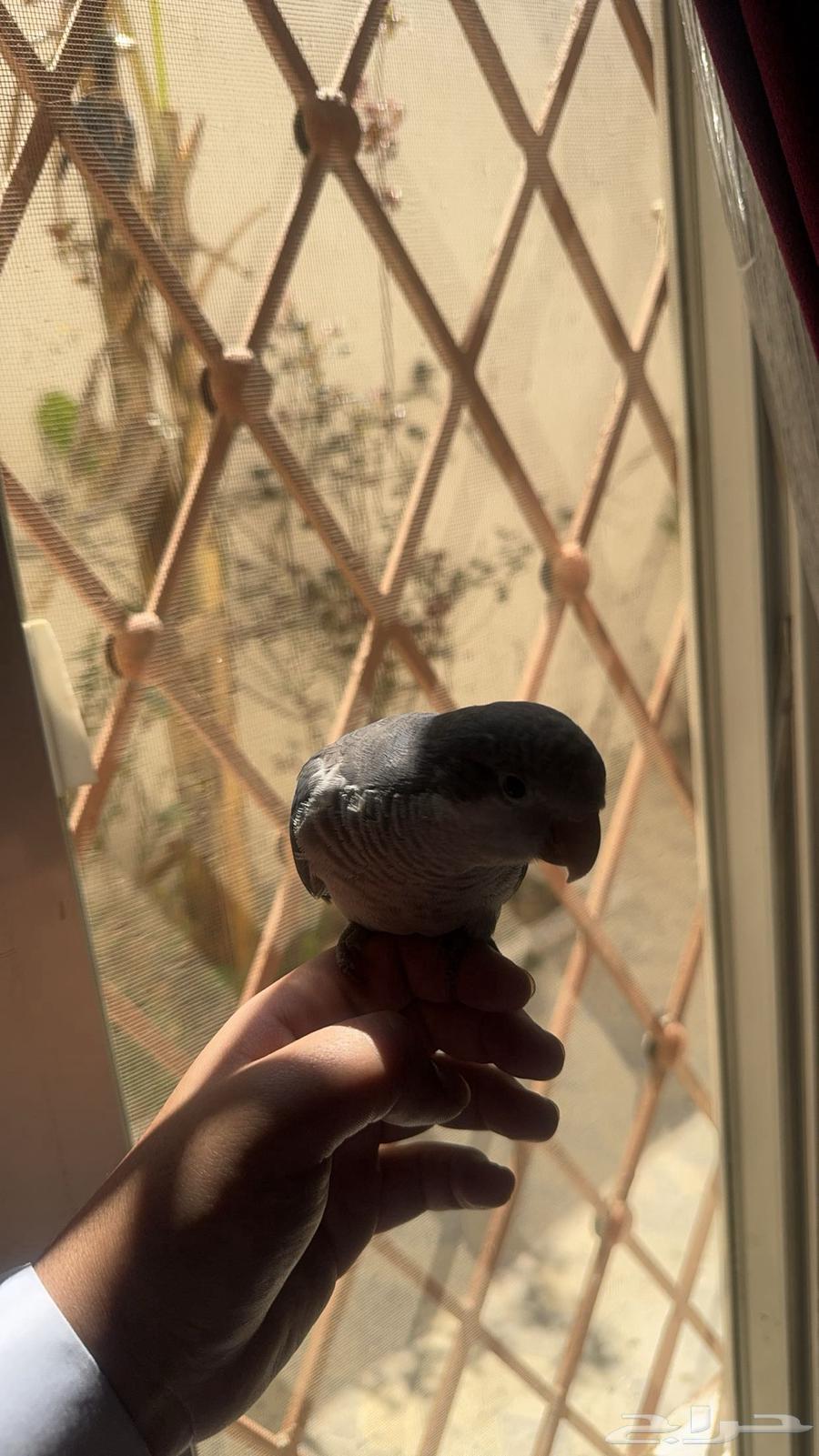 Quaker parrot631252587901461110