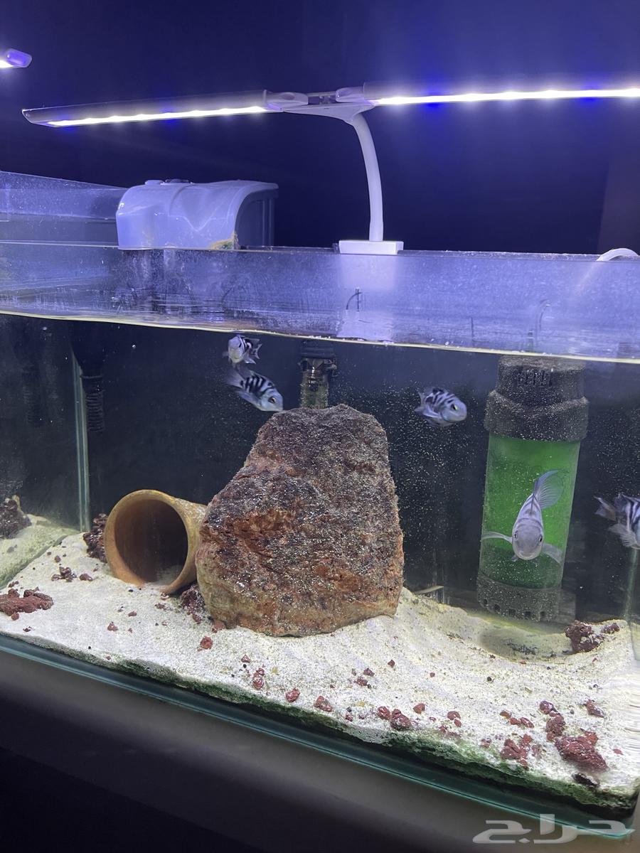 Fish tanks for sale63126401552643111