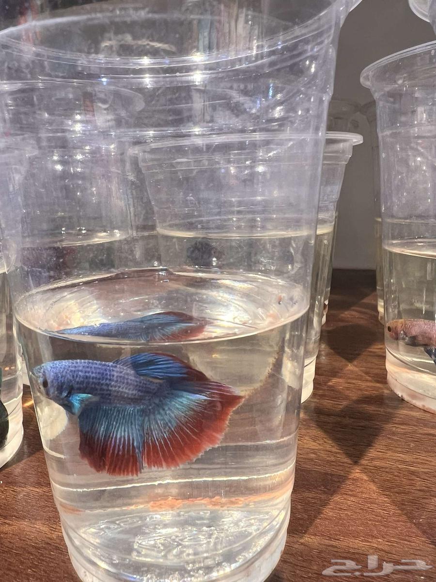 Fighter fish by the piece and in bulk
Formats63125227678339114