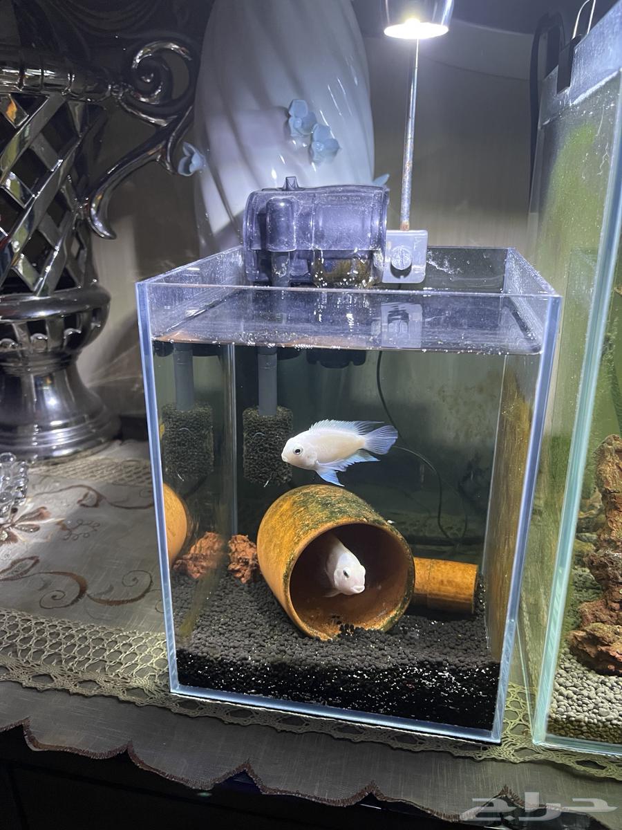 Fish tanks for sale63126401552643113