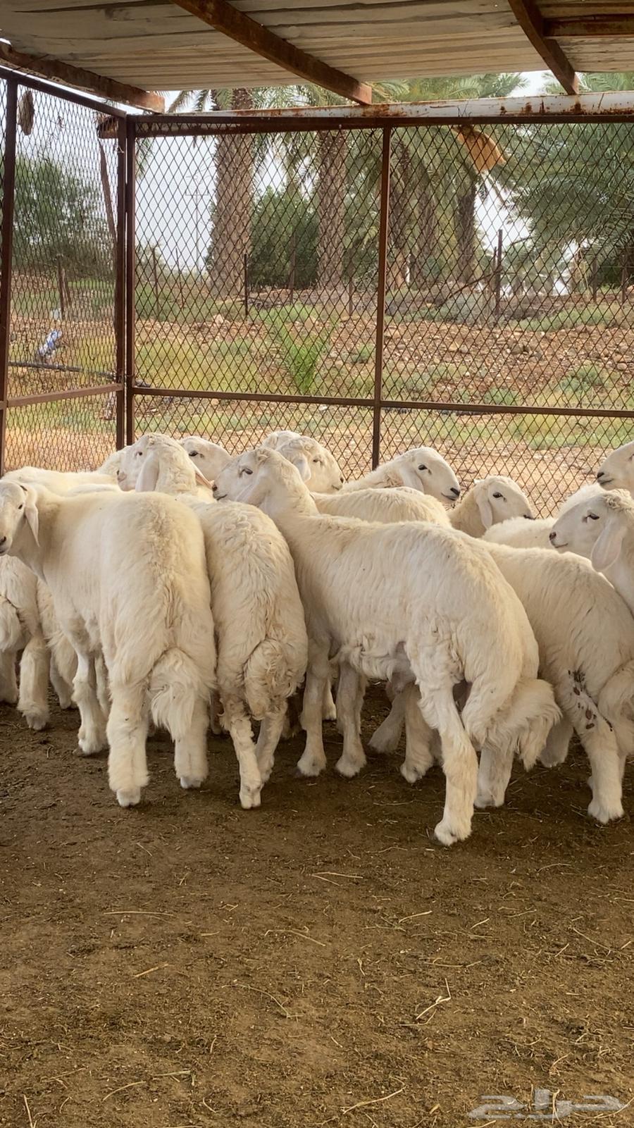 طليان جبره للبيع63123377218050111