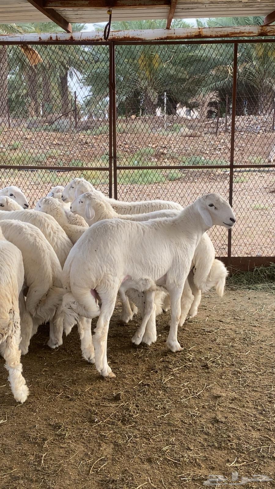 Italian Gabra for sale631233772180501126