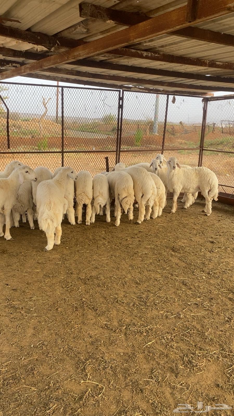 طليان جبره للبيع63123377218050112