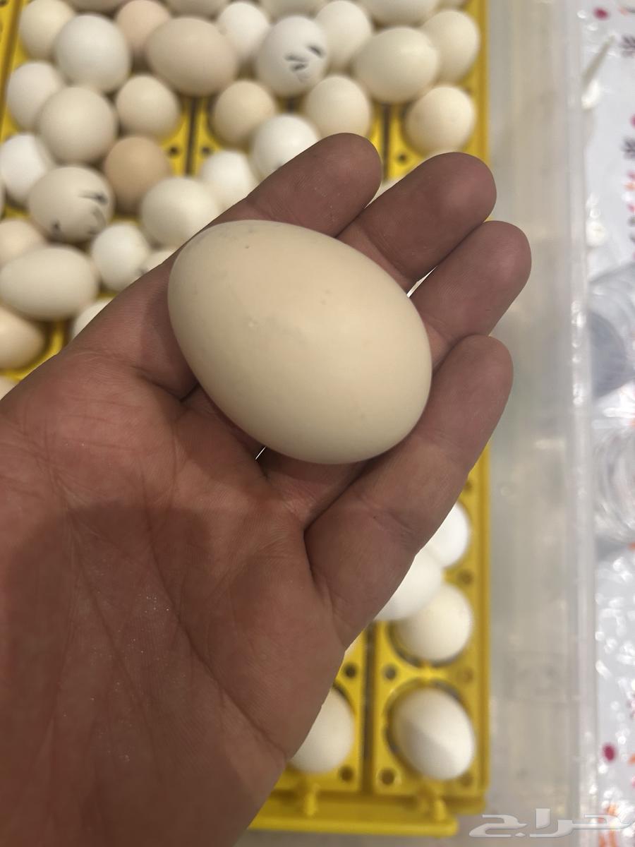 صوص بلدي فواتح و بيض كبير مخصب 10063161274620930113
