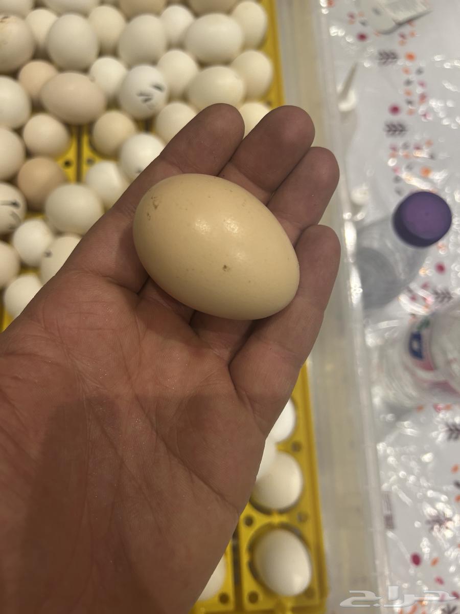 صوص بلدي فواتح و بيض كبير مخصب 10063161274620930112