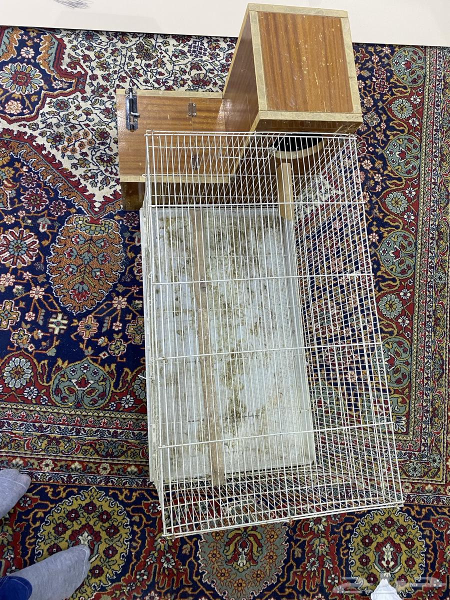 Cage and its whiteness, Dera Keenor Casco63124496385923111