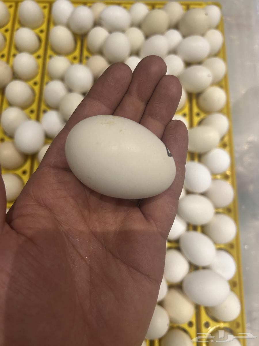 صوص بلدي فواتح و بيض كبير مخصب 10063161274620930111