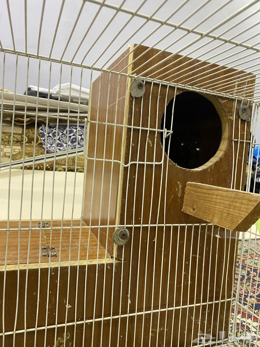 Cage and its whiteness, Dera Keenor Casco63124496385923113