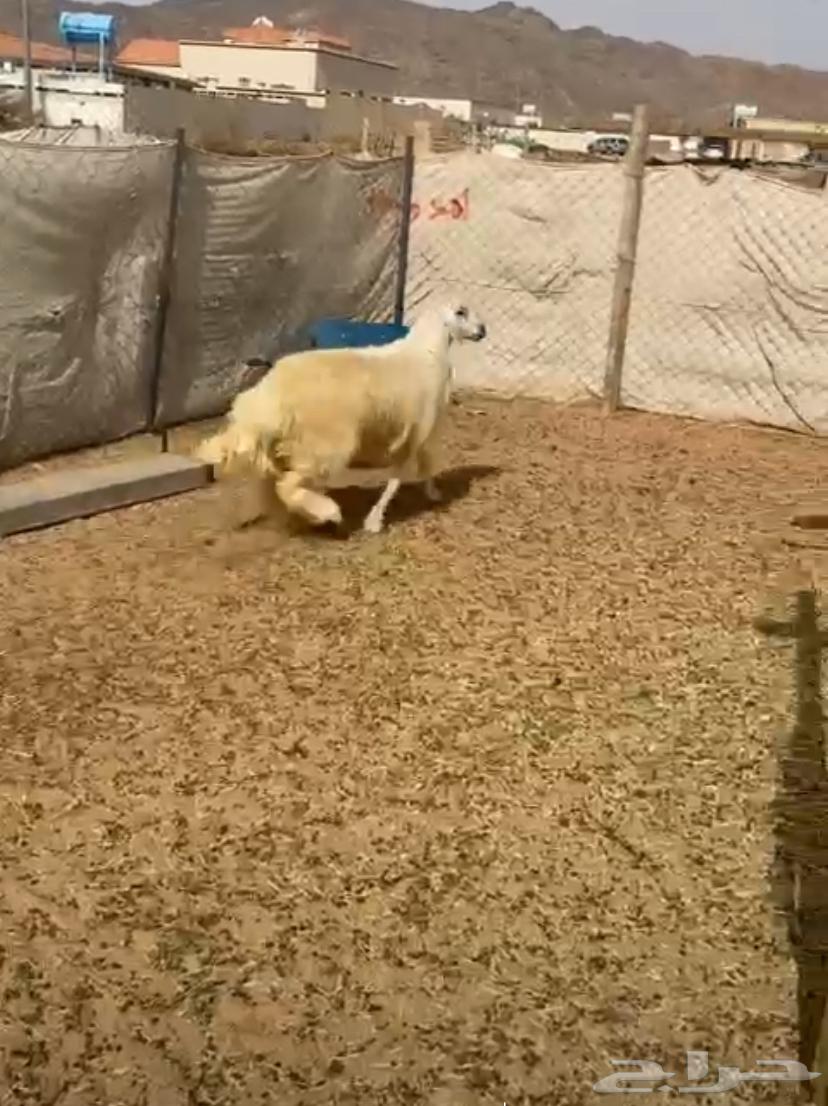 Goats of dignity or welcome63488936792579114
