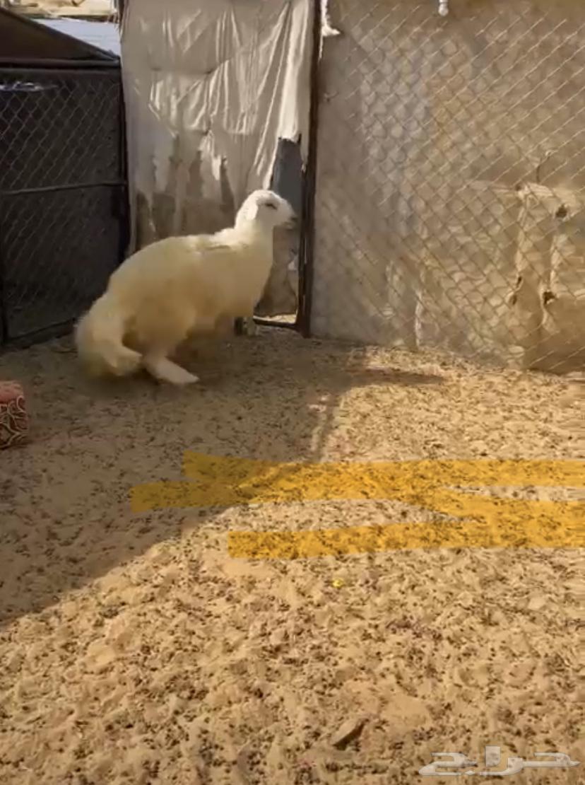 Goats of dignity or welcome63488936792579112