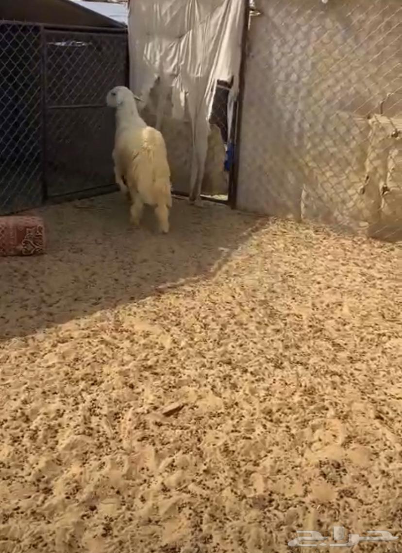 Goats of dignity or welcome63488936792579111
