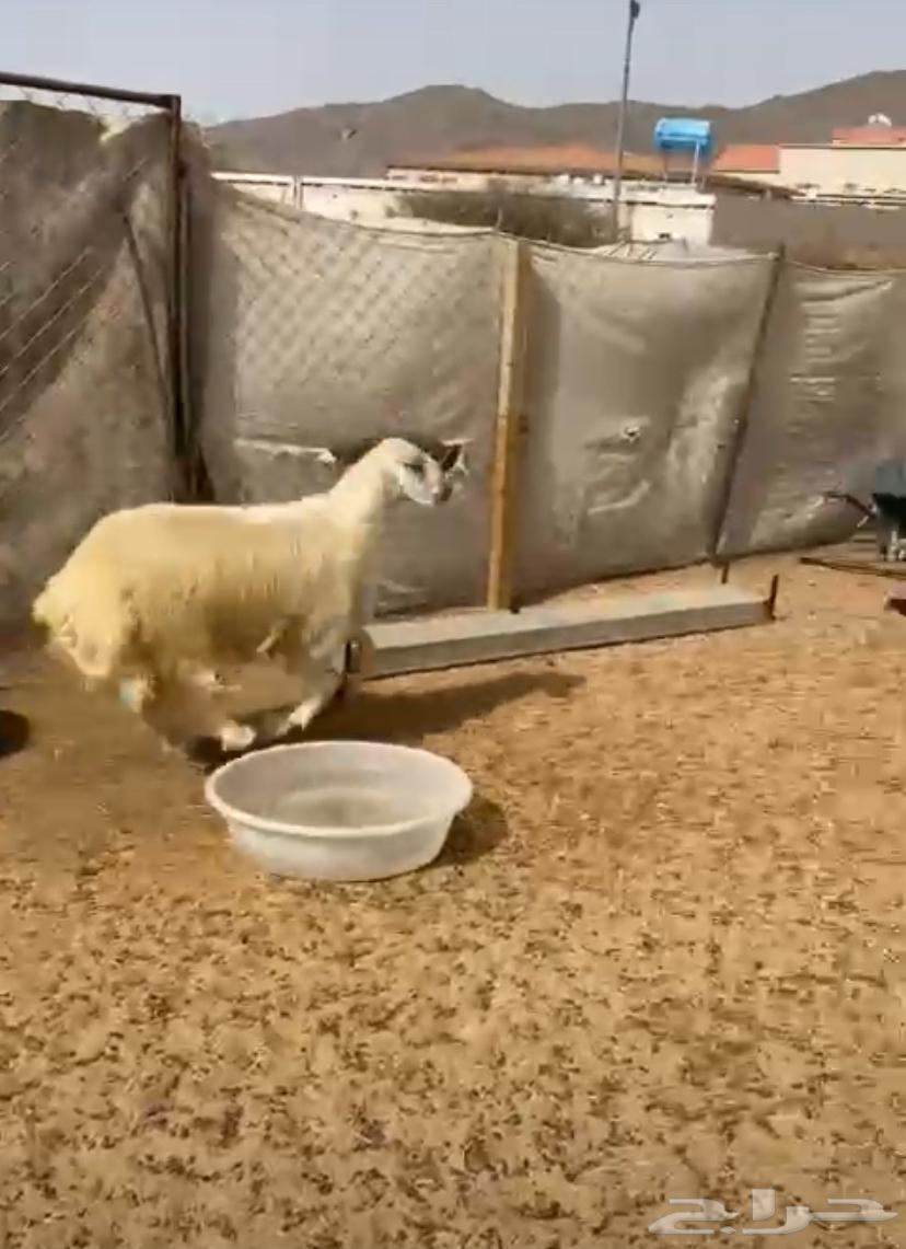 Goats of dignity or welcome63488936792579113