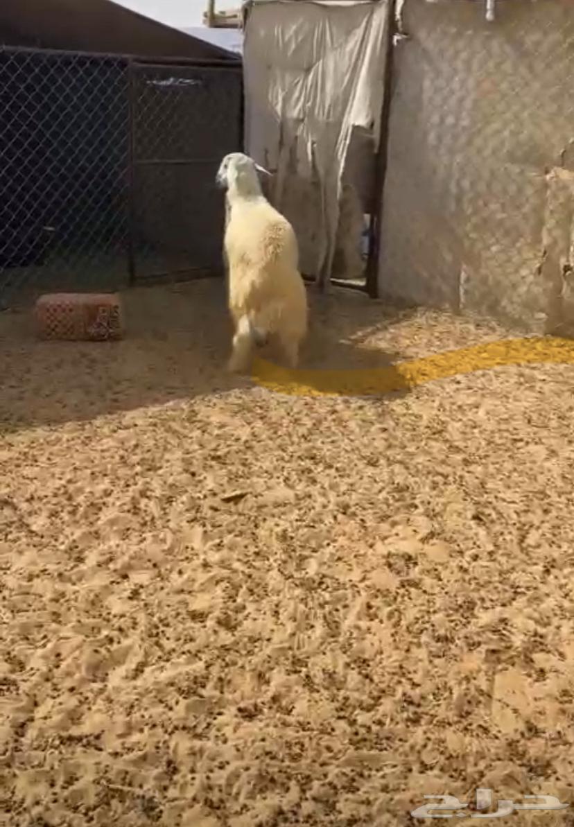 Goats of dignity or welcome63488936792579112