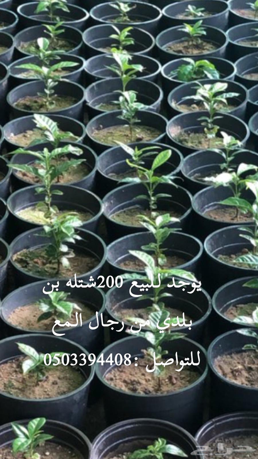 شتلات بن بلدي630102542255371124