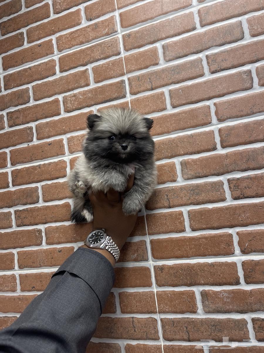 Dogs with German Shepherd size like CBT 300063121598300163111
