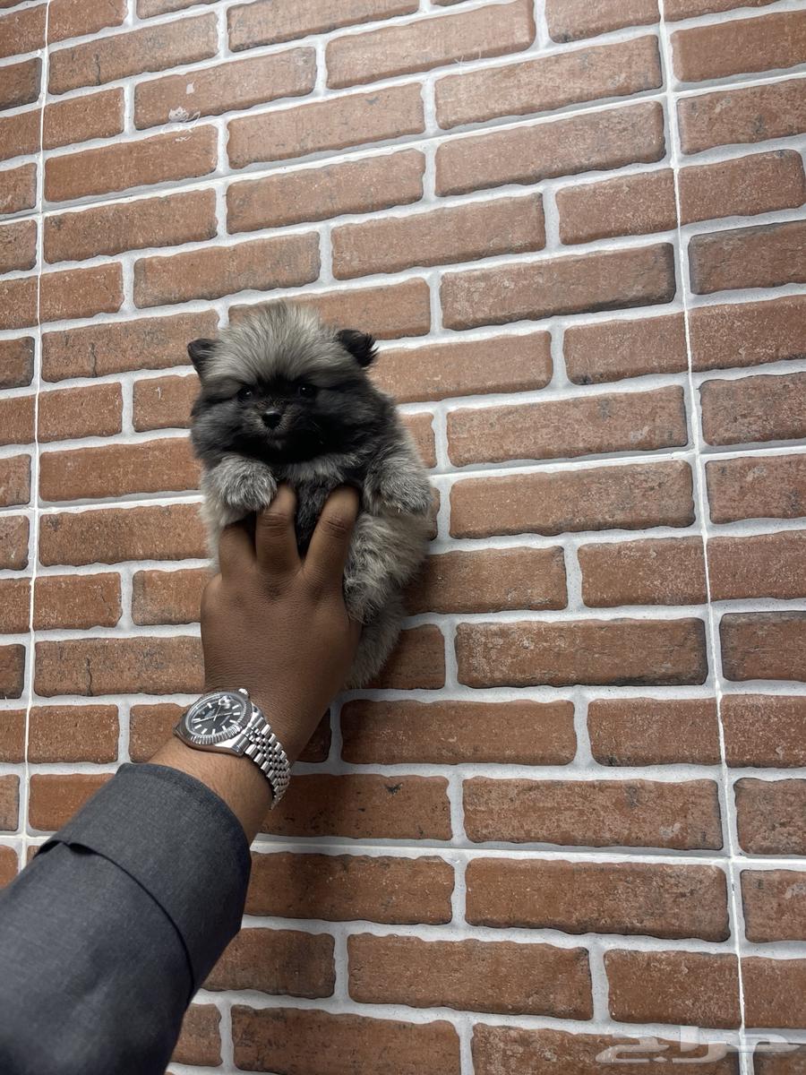 Dogs with German Shepherd size like CBT 300063121598300163112