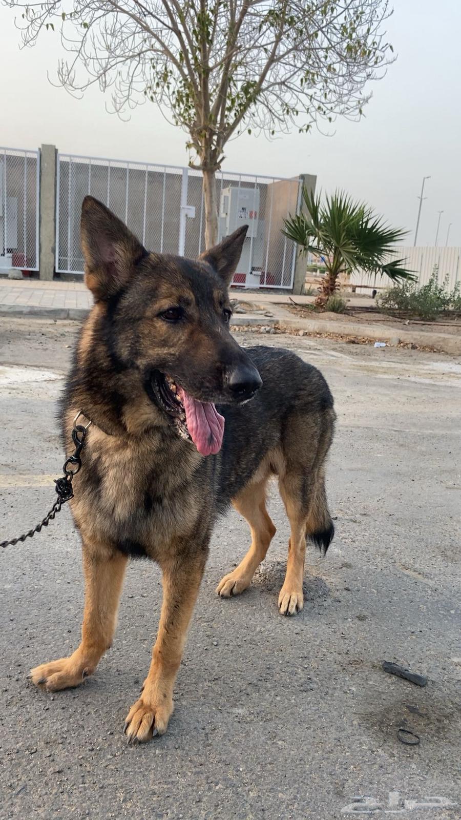 German Shepherd63118542556417111
