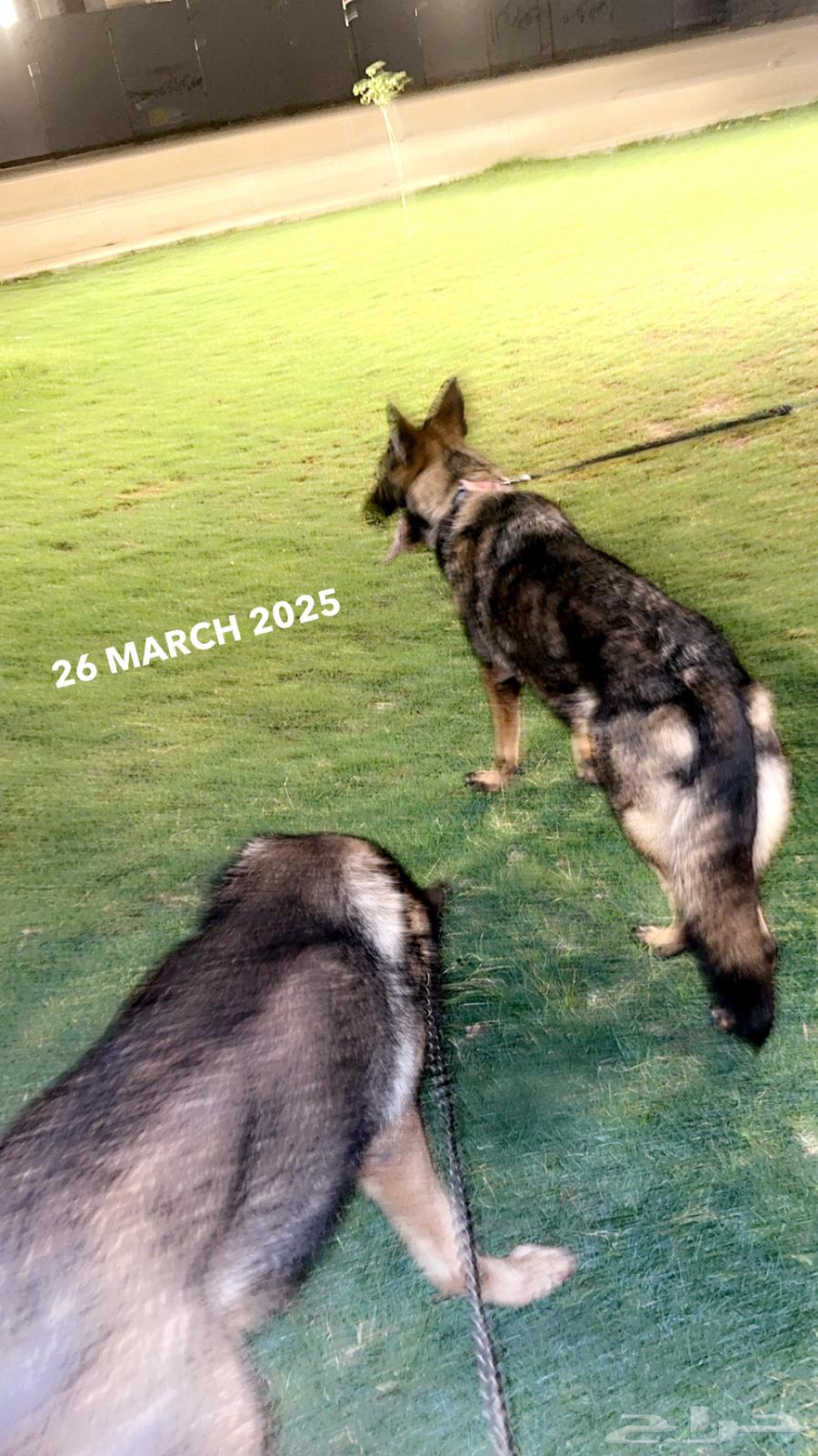 German Shepherd63118542556417112