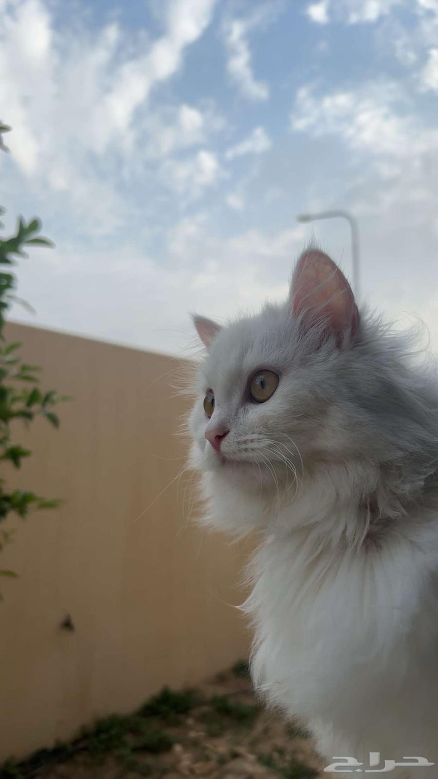 قطة شيرازية للبيع630102545520671115