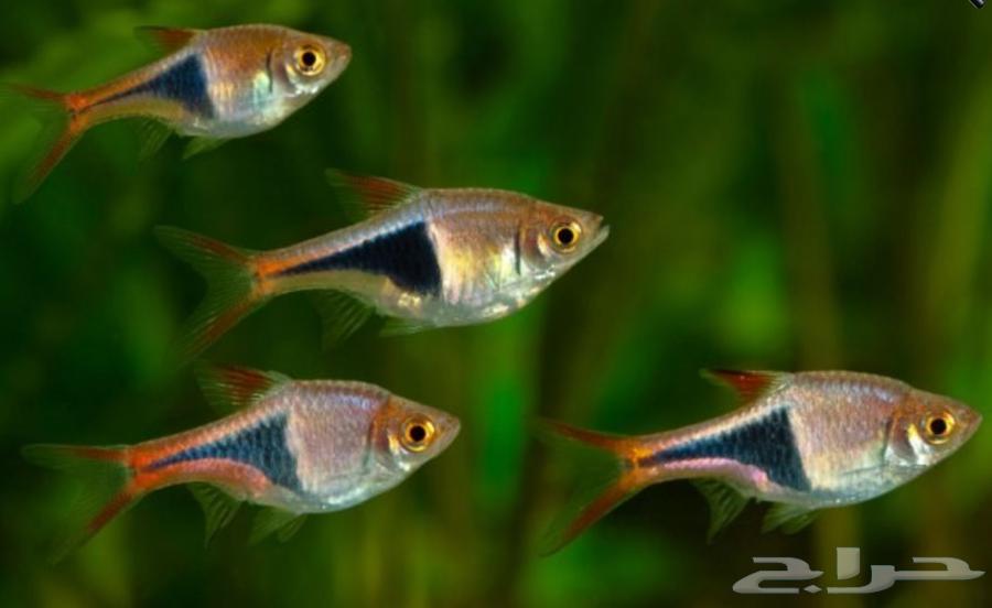 Harlequin Rasbora fish63191330359809111