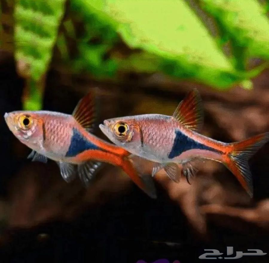 Harlequin Rasbora fish63191330359809115