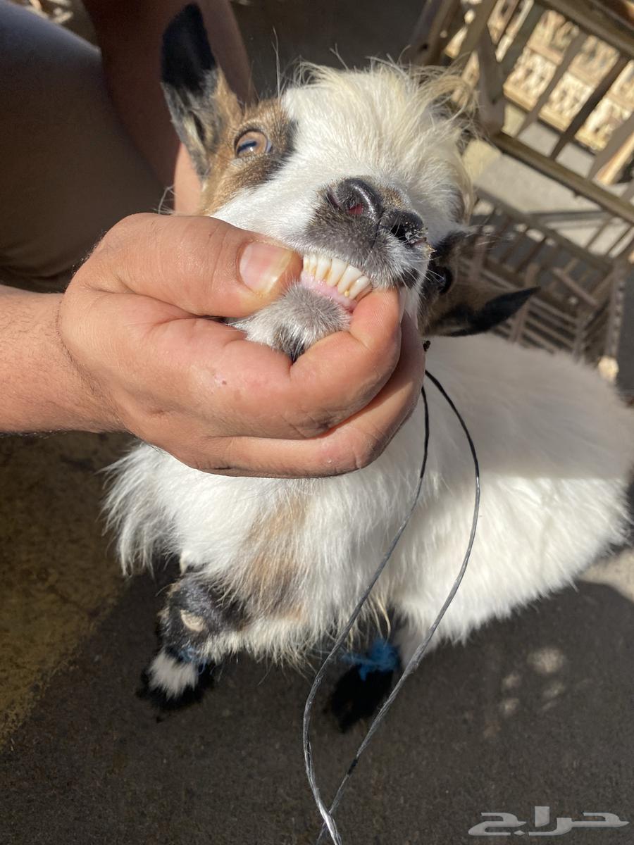 Dwarf goat63487816602753111