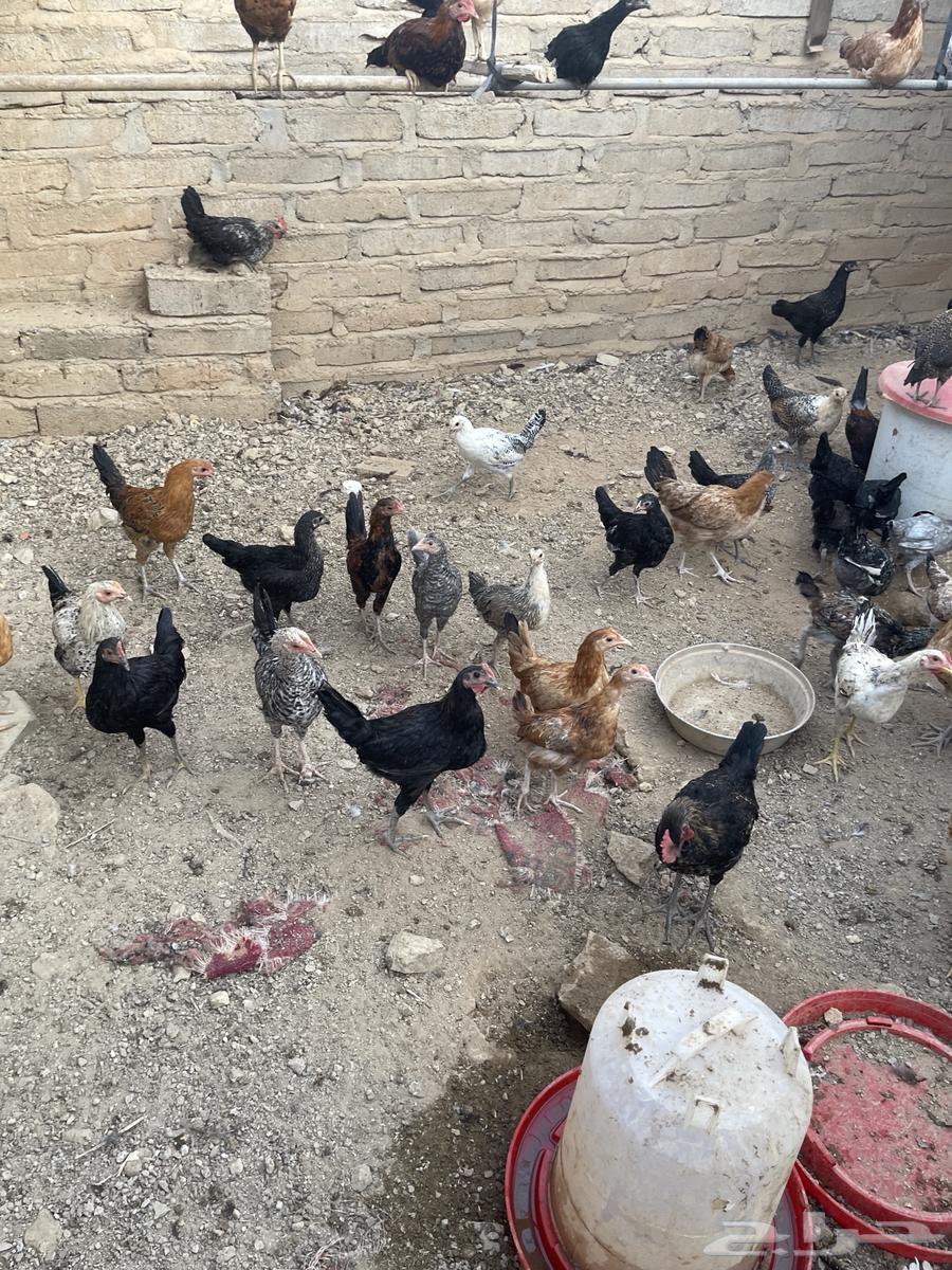 Chicken for sale631185518638101119