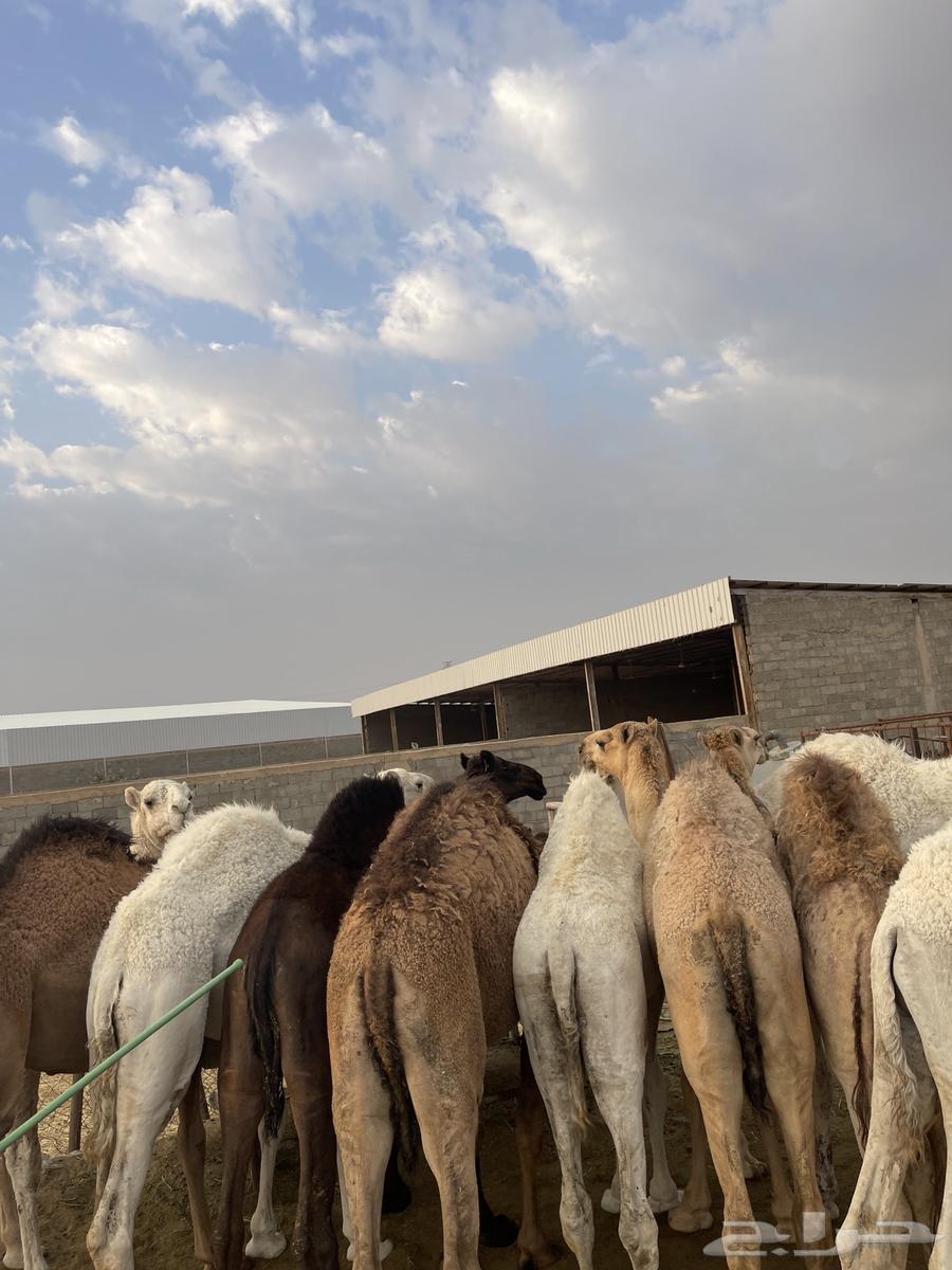 للبيع القعدان الكفو للمبادي وزواجات63118164280577112