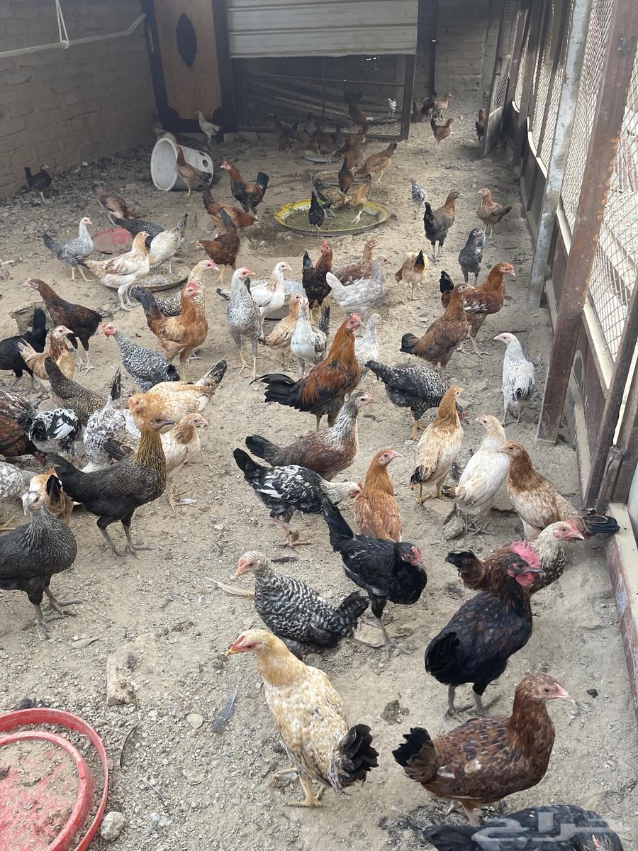 Chicken for sale63118551863810113