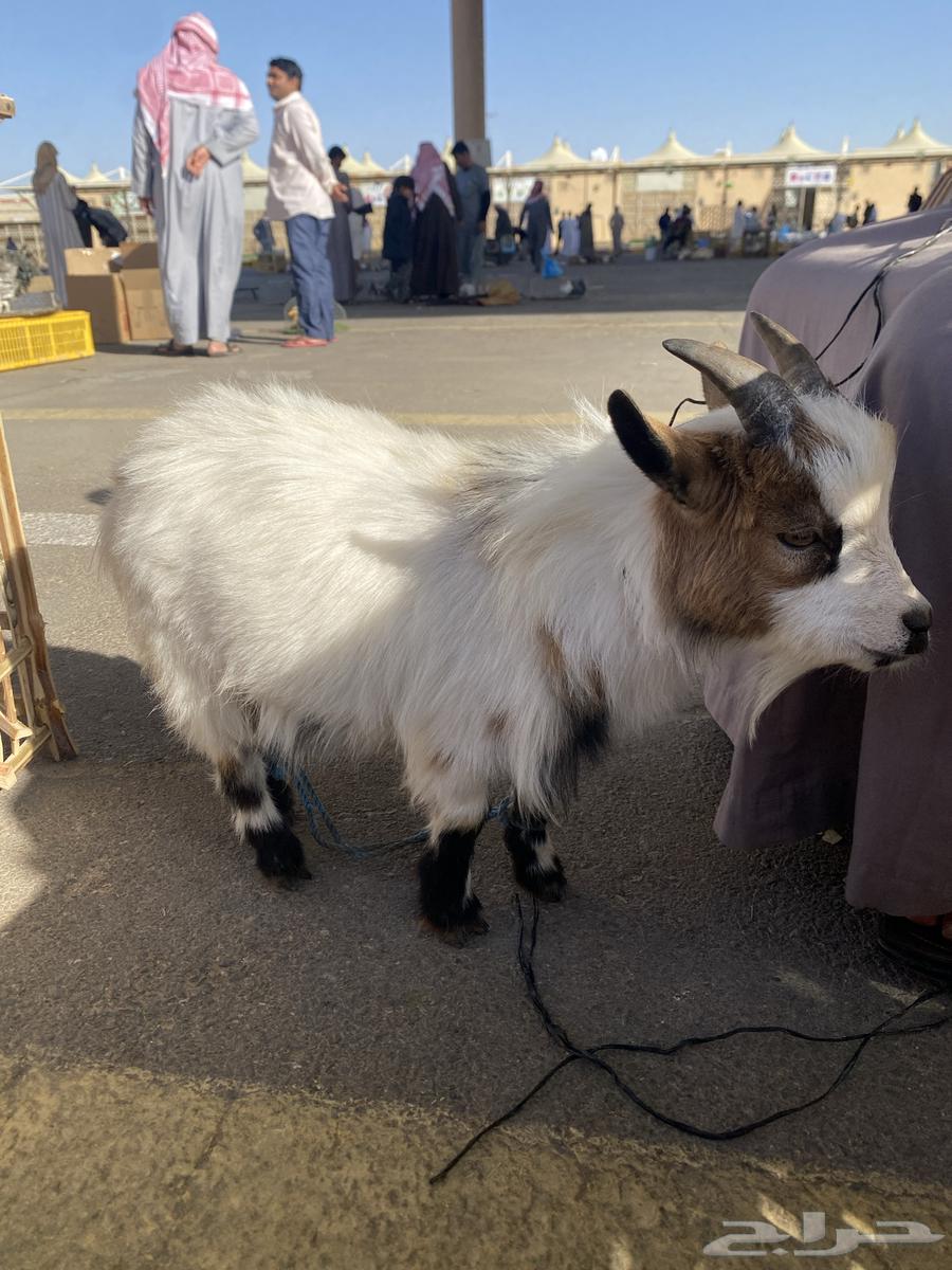 Dwarf goat63487816602753114