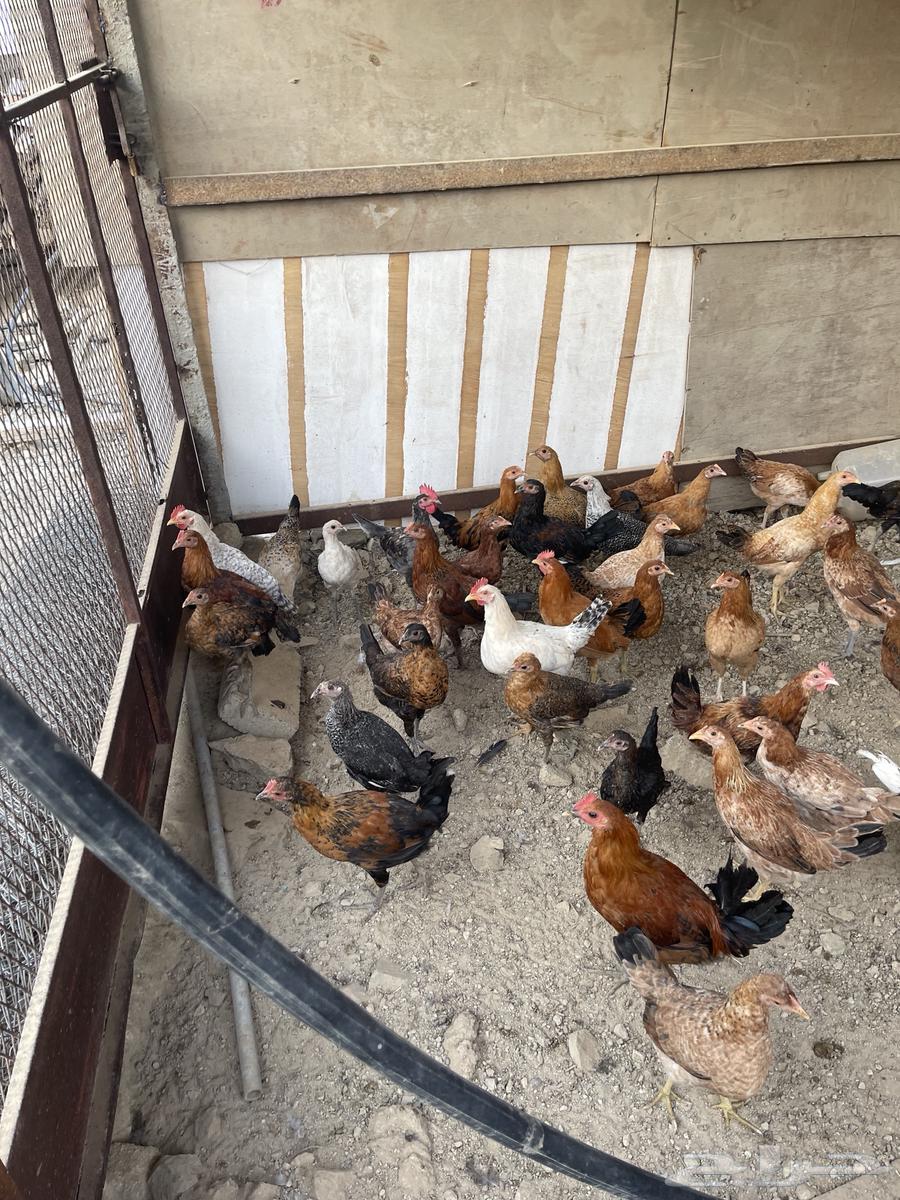 Chicken for sale63118551863810112