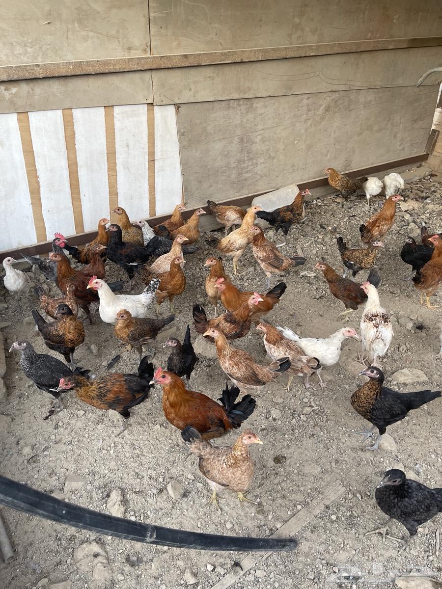 Chicken for sale63118551863810111