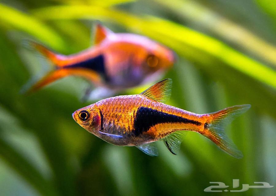 Harlequin Rasbora fish63191330359809112