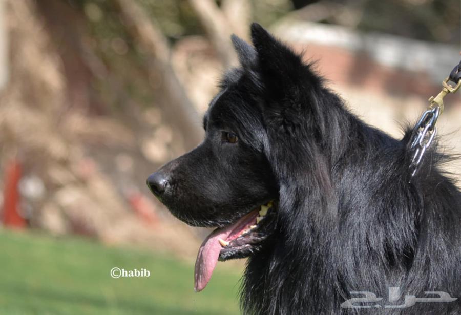 Royal dogs63120064000899111