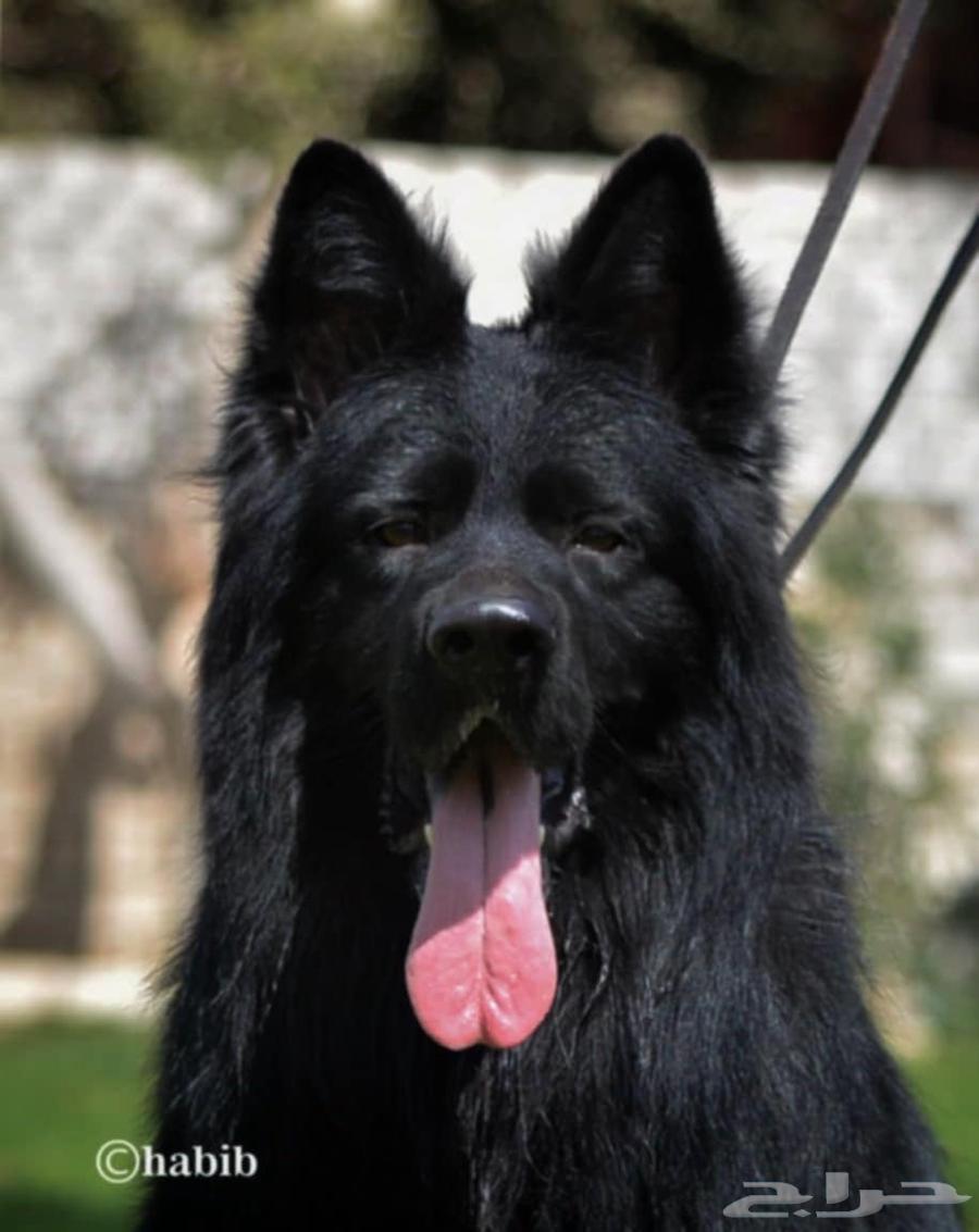 Royal dogs63120064000899112