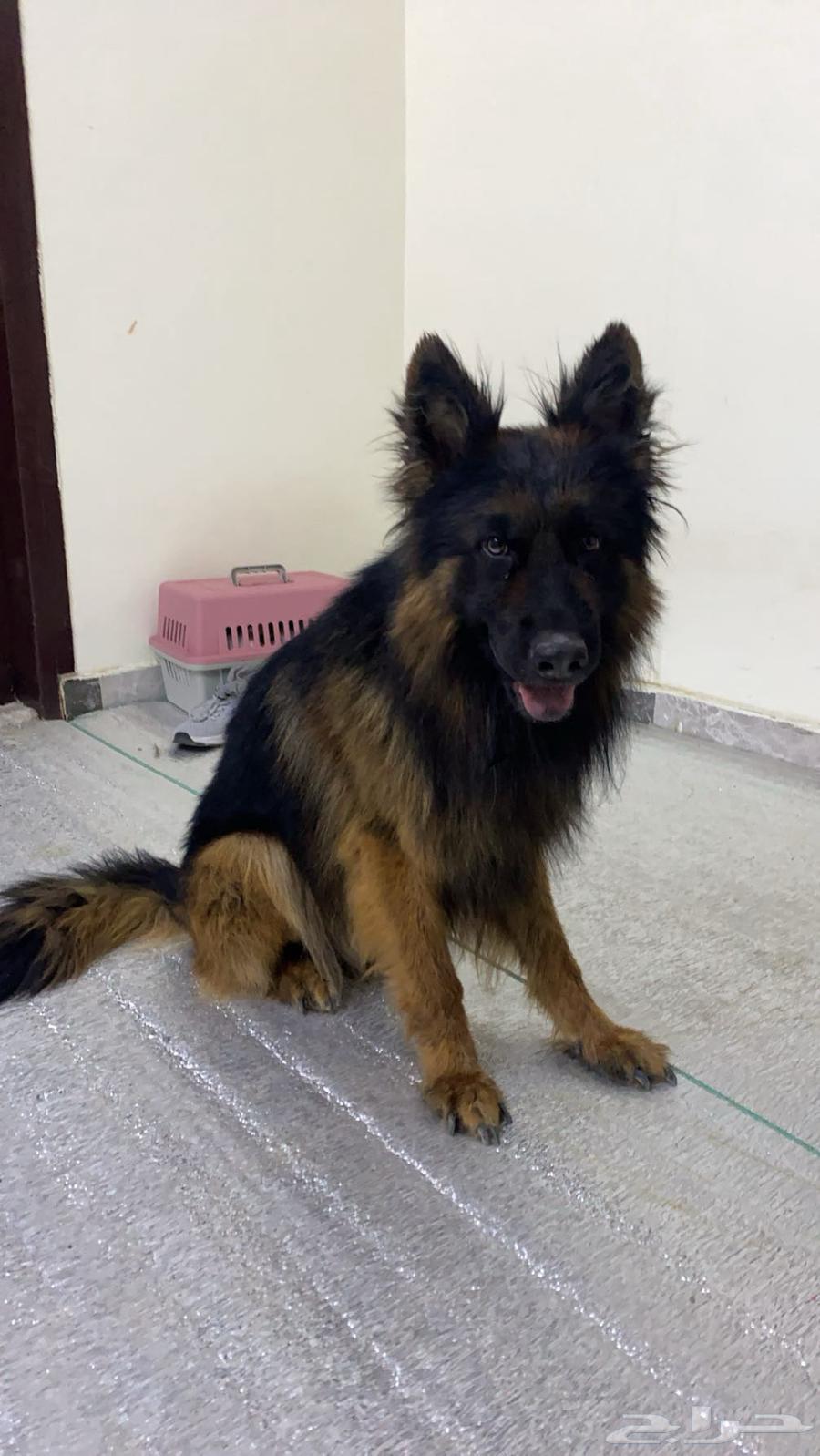 German Shepherd insemination63117058452865113