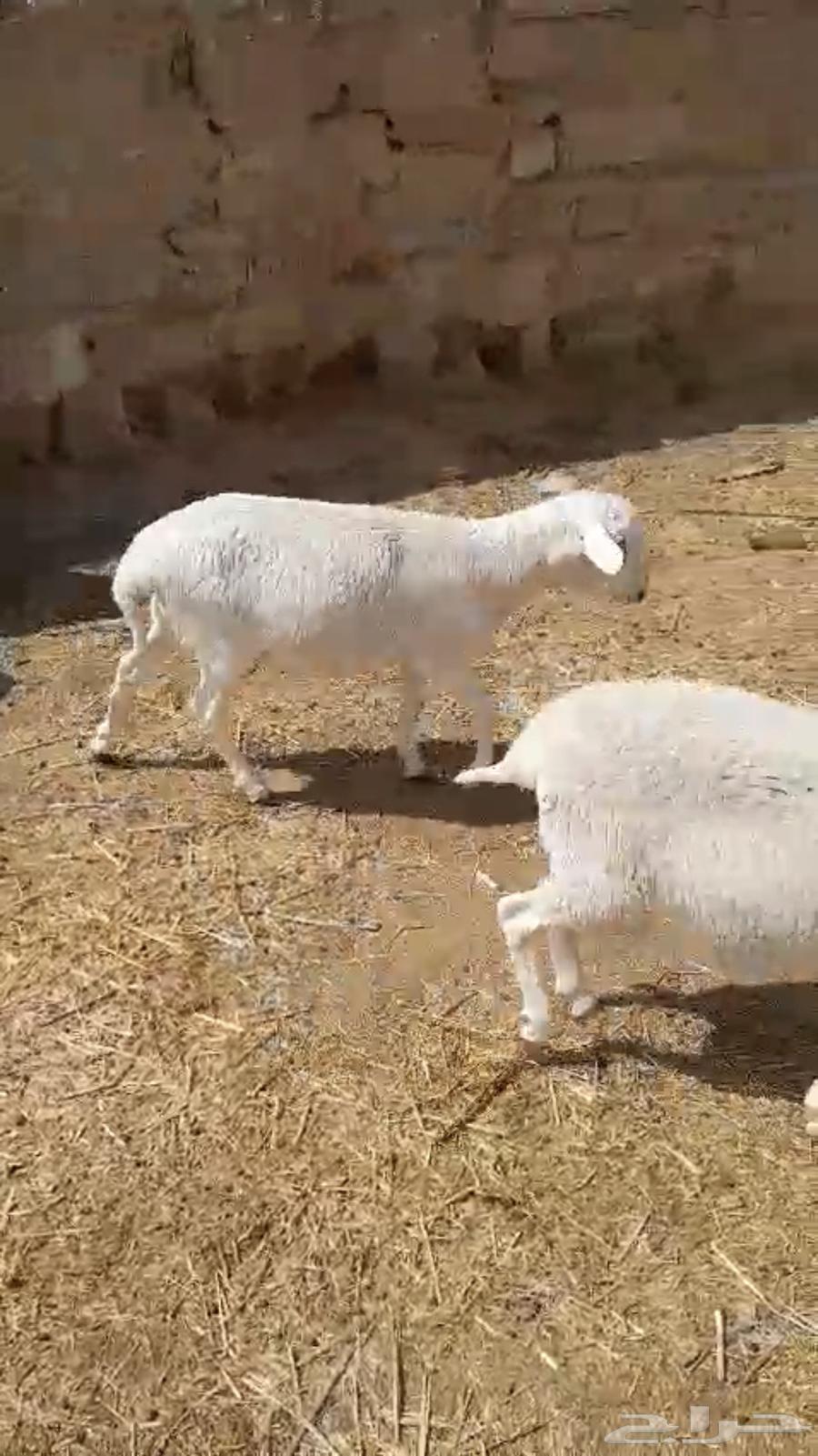 Sheep of the Dourber breed for sale and municipal production of local products63486858723331112