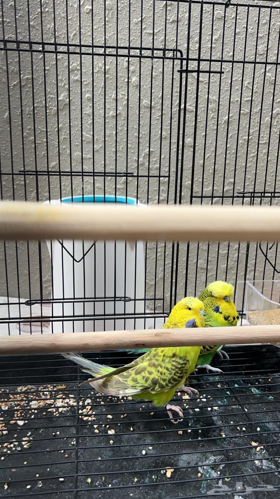 Pair of top-top English budgies - Sold out63117382130947112
