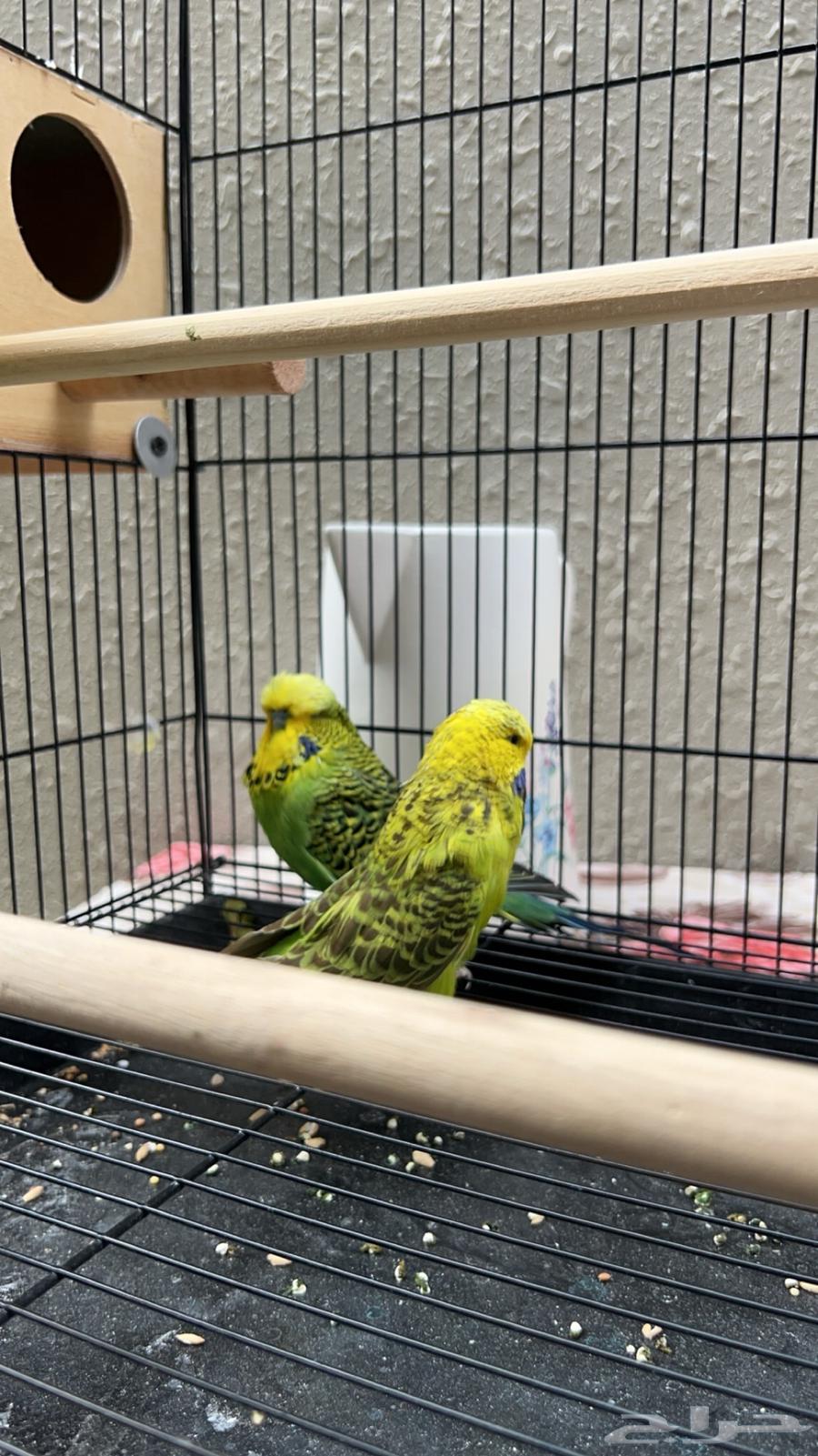 Pair of top-top English budgies - Sold out63117382130947111