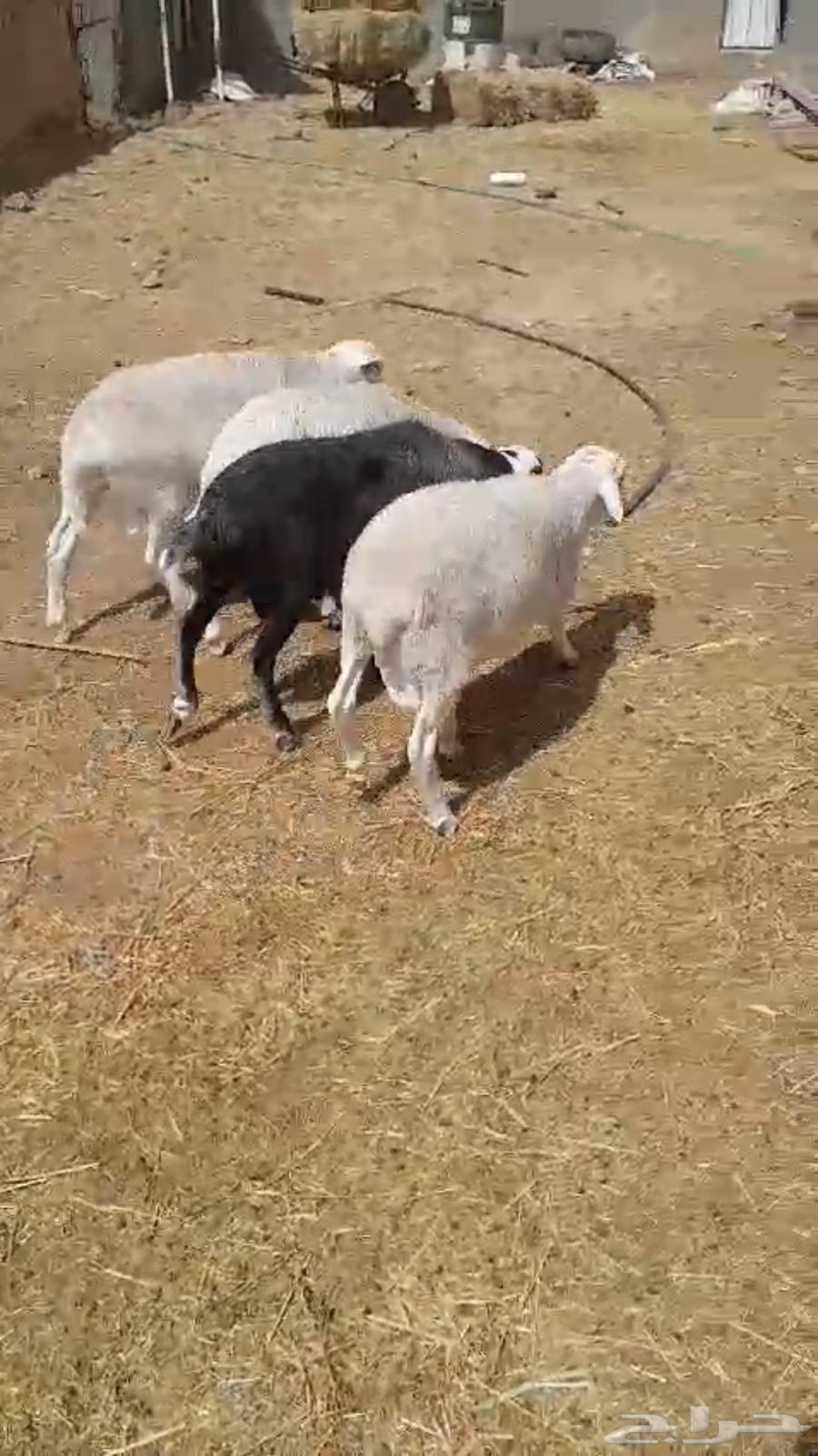 Sheep of the Dourber breed for sale and municipal production of local products63486858723331119
