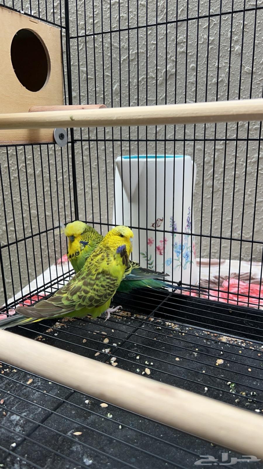 Pair of top-top English budgies - Sold out63117382130947119