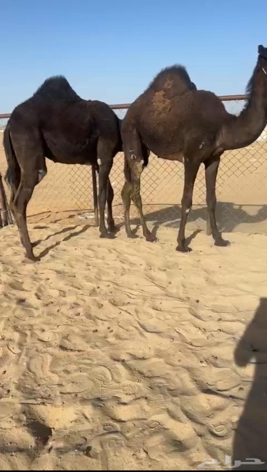 بكرتين مفاريد كفو بلديه للبيع63117382089985112