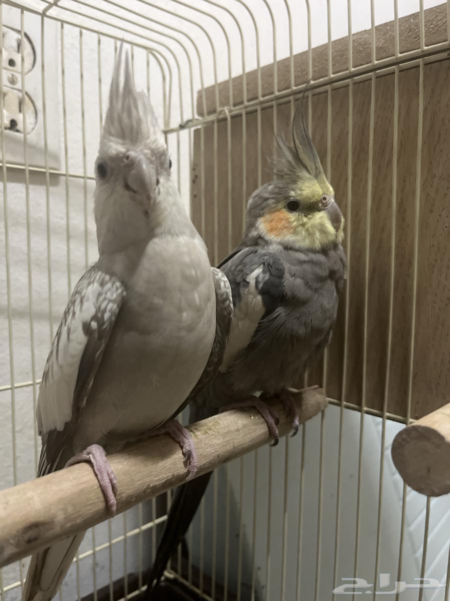 Pair of cranes63119332074625110